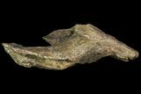 Fossil Dinosaur (Triceratops) Skull Section - North Dakota #155368-2